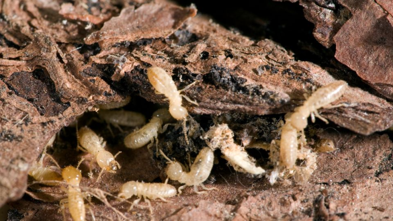 Building Safety Termite Service