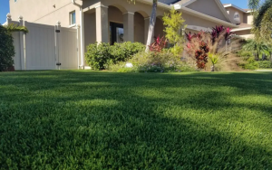 Low Maintenance Backyard Aesthetics