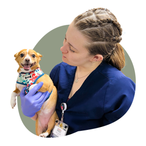 Animal health Pet services
