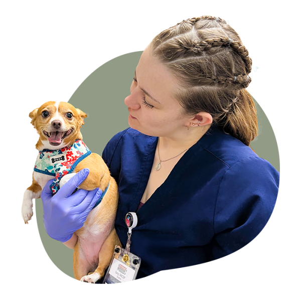 Animal health Pet services
