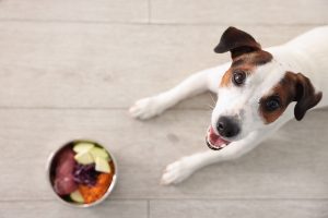 Animal Health Pet Nutrition