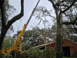 Storm Cleanup Tree Service