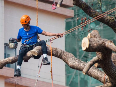 Storm Damage Tree Removal