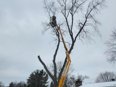 Stump Grinding Emergency Tree