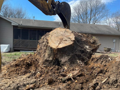 Stump grinding Service Monticello