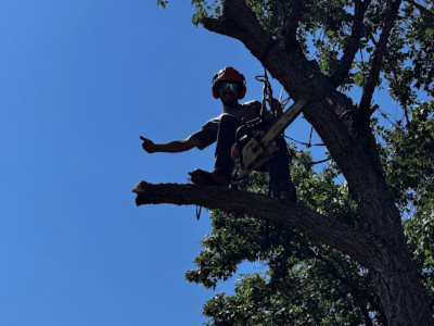 Tree Care Service Colorado Springs