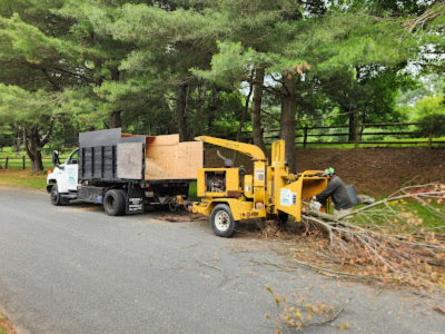 Tree Service Silver Spring