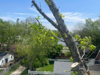 Arborist Services Tree Service