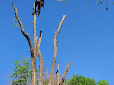 Emergency Arborist Winter Tree