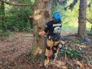 Property Safety Tree Services