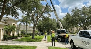 Storm Cleanup Tree Removal