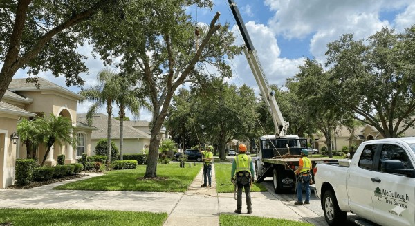 Storm Cleanup Tree Removal
