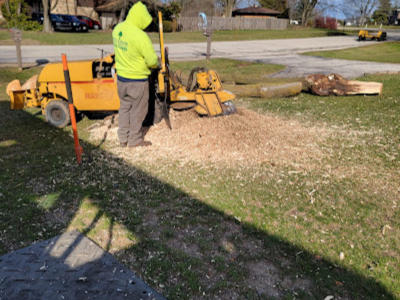 Storm Damage Tree Removal