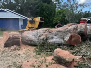 Tree Care Arborist Services