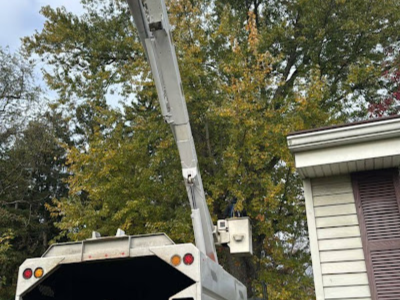 Tree Removal Tree Service