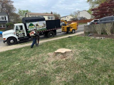 Tree Trimming Tree Service
