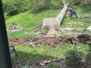 Winter Storms Tree Trimming