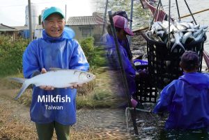 Skin Health Marine Peptides