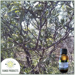 Sandalwood Oil Natural Ingredients